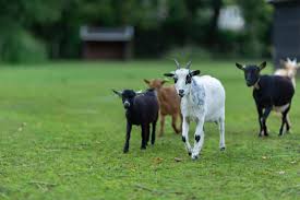 Kinderboerderij Freriks